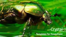  Presentation with rose falling animation - Slides featuring goliath - rose chafer cetonia aurata background and a forest green colored foreground