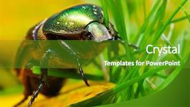  Presentation with animated rose - Slides with shows increasing search engine optimization background and a light blue colored foreground