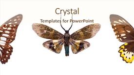  Presentation with butterflies - Slide deck consisting of goliath - set of three brown beautiful background and a cream colored foreground