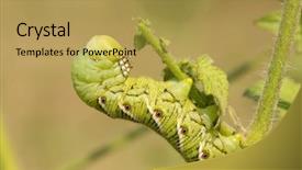  Presentation with tomato plant - Audience pleasing PPT layouts consisting of goliath - tobacco hornworm moth caterpillar resting backdrop and a yellow colored foreground