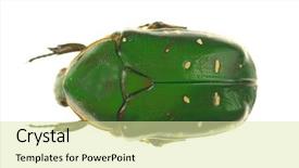  Presentation with company david and goliath - Slides featuring goliath beetle on white background background and a  colored foreground