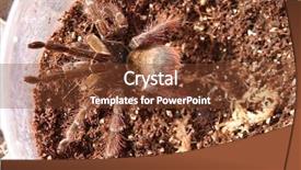  Presentation with cage - Slides having goliath birdeater tarantula theraphosa blondi background and a tawny brown colored foreground