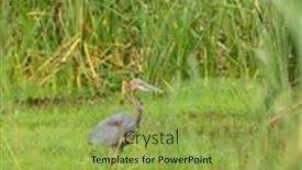  Presentation with swamp - Slides with goliath-heron-ardea-goliath-standing background and a yellow colored foreground