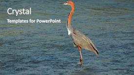 Presentation with company david and goliath - Colorful slides enhanced with goliath heron ardea goliath standing backdrop and a gray colored foreground