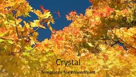  Presentation with tree - Audience pleasing slides consisting of golourful-tree-in-autumn backdrop and a gold colored foreground