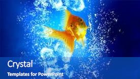  Presentation with blue and gold - Cool new slide deck with gols fish swim in clear backdrop and a  colored foreground