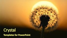  Presentation with weeds - Beautiful presentation theme featuring gone - detail of dandylion weeds seeds backdrop and a wine colored foreground