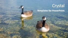  Presentation with canadian - PPT theme consisting of image of canadian geese background and a teal colored foreground