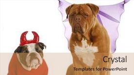  Presentation with english bulldog - PPT theme enhanced with good dog - bad dog - english background and a yellow colored foreground
