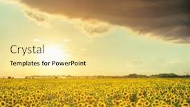  Presentation with agriculture field - Theme consisting of good-dramatic-sunset-in-low background and a blonde colored foreground
