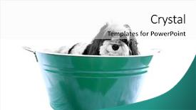  Presentation with dog bath - PPT theme having good hygeine - dog bath a beautiful black background and a white colored foreground