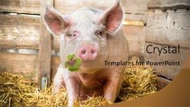  Presentation with good luck - Presentation theme enhanced with good luck - pig on hay and straw background and a coral colored foreground