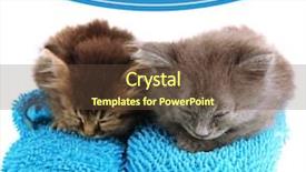  Presentation with white house - Slides enhanced with good night - small kittens sits on house background and a tawny brown colored foreground