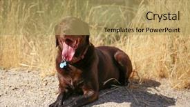  Presentation with hot chocolate - PPT layouts enhanced with camera during a hot summer background and a yellow colored foreground