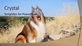  Presentation with summer basketball camp - Presentation design enhanced with pure breed german shepherd puppy - collie posing for the camera background and a light blue colored foreground