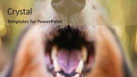  Presentation with breeding - Beautiful presentation design featuring dog breeding - collie posing for the camera backdrop and a yellow colored foreground