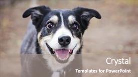  Presentation with dog - Beautiful slide set featuring ball to be thrown backdrop and a coral colored foreground
