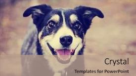  Presentation with filter - Colorful presentation theme enhanced with ball to be thrown backdrop and a coral colored foreground