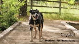  Presentation with thunderstorm - Presentation consisting of eye storm - dog out in nature background and a coral colored foreground