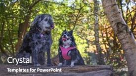  Presentation with mix berry mixed berries - Slide deck with large mixed breed dog background and a dark gray colored foreground