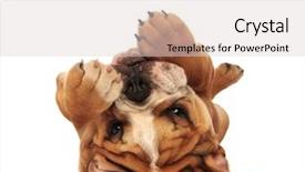  Presentation with bakground - PPT layouts featuring goofy - adorable little english bulldog puppy background and a light gray colored foreground