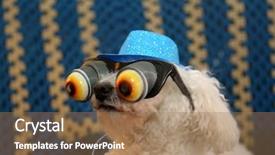  Presentation with costume - Beautiful slide deck featuring goofy - bichon frise wears her blue backdrop and a coral colored foreground