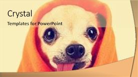  Presentation with tongue - Presentation theme with goofy - cute chihuahua with his tongue background and a blonde colored foreground