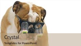 Presentation with english bulldog - Theme featuring eyes googles - funny dog wearing glasses background and a coral colored foreground