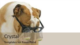  Presentation with google - Slide set featuring eyes googles - funny dog wearing glasses background and a coral colored foreground