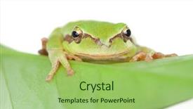  Presentation with green leaf - Cool new presentation theme with googlies - green frog with bulging eyes backdrop and a mint green colored foreground