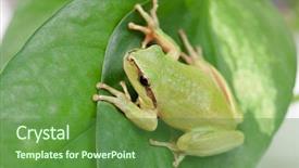  Presentation with green leaf - Beautiful presentation featuring googlies - green frog with bulging eyes backdrop and a tawny brown colored foreground
