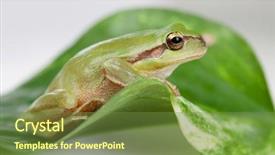  Presentation with rustic wedding green gold - Audience pleasing presentation theme consisting of googlies - green frog with bulging eyes backdrop and a tawny brown colored foreground