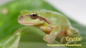 Presentation with green leaf - Slides consisting of googlies - green frog with bulging eyes background and a tawny brown colored foreground