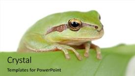  Presentation with white green - Presentation design having googlies - green frog with bulging eyes background and a yellow colored foreground