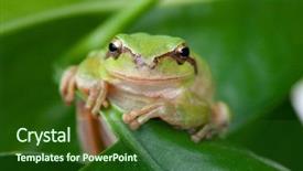  Presentation with rustic wedding green gold - Presentation featuring googlies - green frog with bulging eyes background and a forest green colored foreground