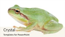  Presentation with white green - Presentation theme enhanced with googlies - green frog with bulging eyes background and a lemonade colored foreground