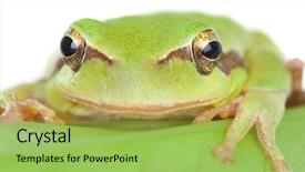  Presentation with green gold and white - Cool new theme with googlies - green frog with bulging eyes backdrop and a yellow colored foreground