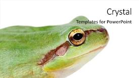  Presentation with green gold and white - PPT layouts enhanced with googlies - green frog with bulging eyes background and a white colored foreground