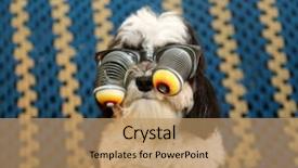  Presentation with glasses blurry eye chart - Amazing presentation design having googlies - havanese dog wears googly eye backdrop and a coral colored foreground