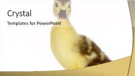  Presentation with old days - Amazing PPT theme having goose egg - 4 days old brown duckling backdrop and a white colored foreground