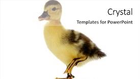  Presentation with old days - Cool new PPT theme with goose egg - 4 days old easter duckling backdrop and a white colored foreground