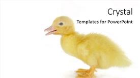  Presentation with old days - Slides consisting of goose egg - 4 days old easter duckling background and a white colored foreground