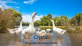  Presentation with family day - Colorful slides enhanced with goose family in pond backdrop and a coral colored foreground