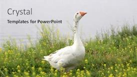  Presentation with meadow - Colorful PPT theme enhanced with goose-on-meadow-in-wild backdrop and a light gray colored foreground