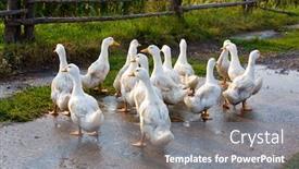 Presentation with rural - Cool new presentation with goose on rural farm backdrop and a gray colored foreground
