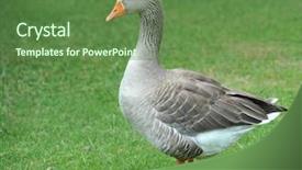  Presentation with egg - Presentation theme having goose on the green grass background and a tawny brown colored foreground