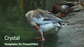  Presentation with banking bank vault door - Colorful slide set enhanced with goose on the river bank backdrop and a tawny brown colored foreground