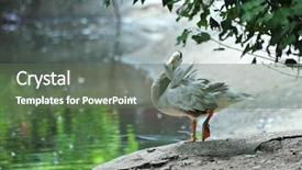  Presentation with accounting financial bank banking account - Audience pleasing PPT theme consisting of goose on the river bank backdrop and a ocean colored foreground