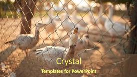 Presentation with weather - Presentation theme enhanced with goose-staring-through-the-fence background and a tawny brown colored foreground