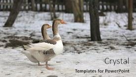  Presentation with winter farm - Theme having goose-walk-on-a-rural background and a light gray colored foreground